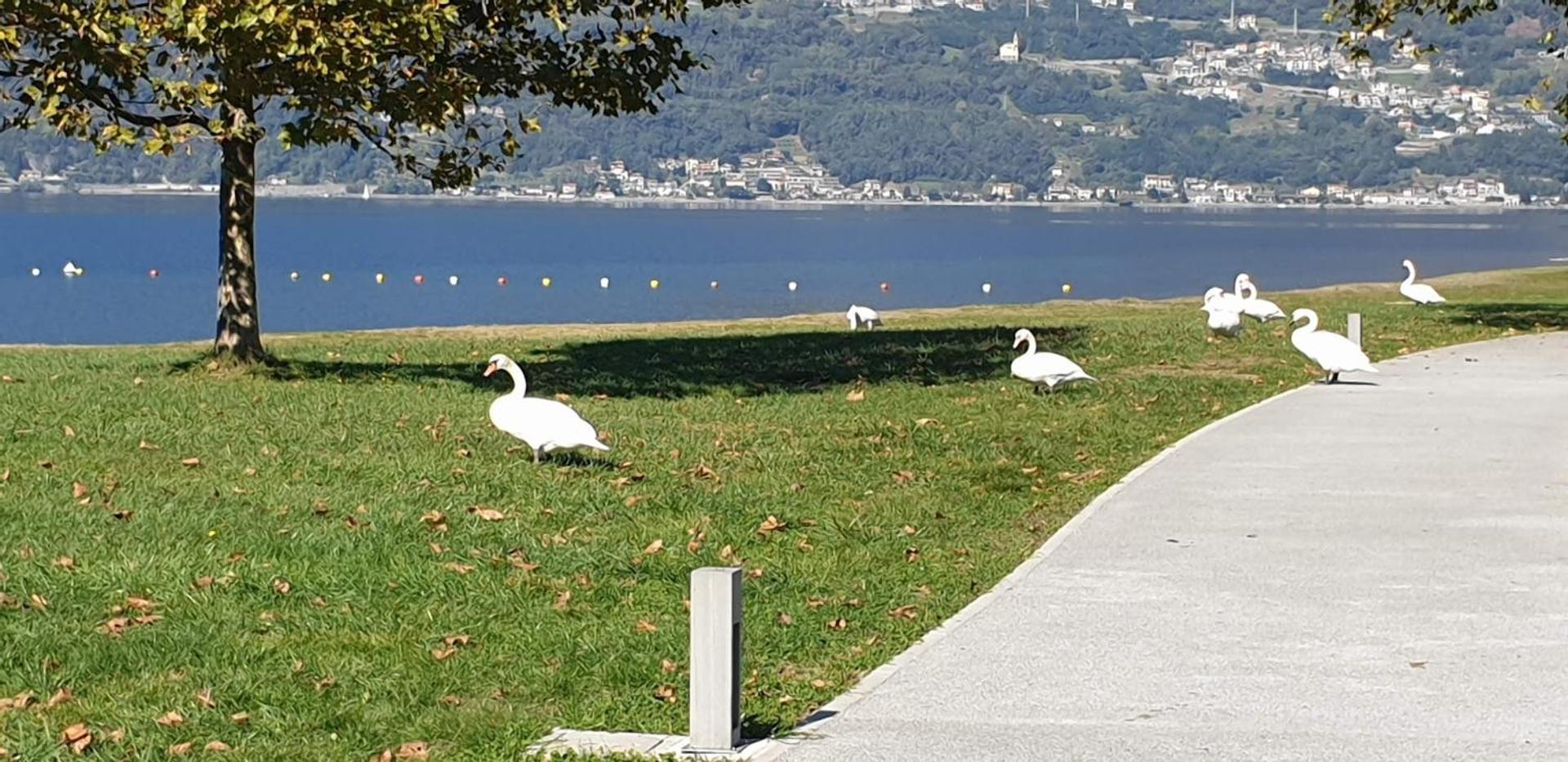 Villa Lago Foreground - Pet Friendly Stay- Garden-Parking-Lake View- Bike Friendly Holiday House Colico Buitenkant foto